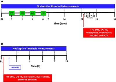 Spinal HMGB1 participates in the early stages of paclitaxel-induced neuropathic pain via microglial TLR4 and RAGE activation